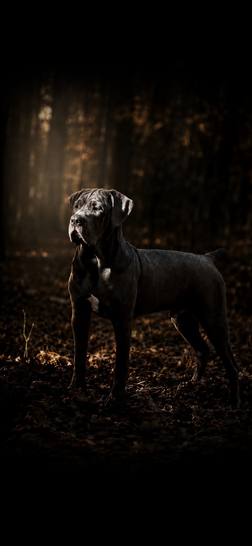 Kane in an autumn forest