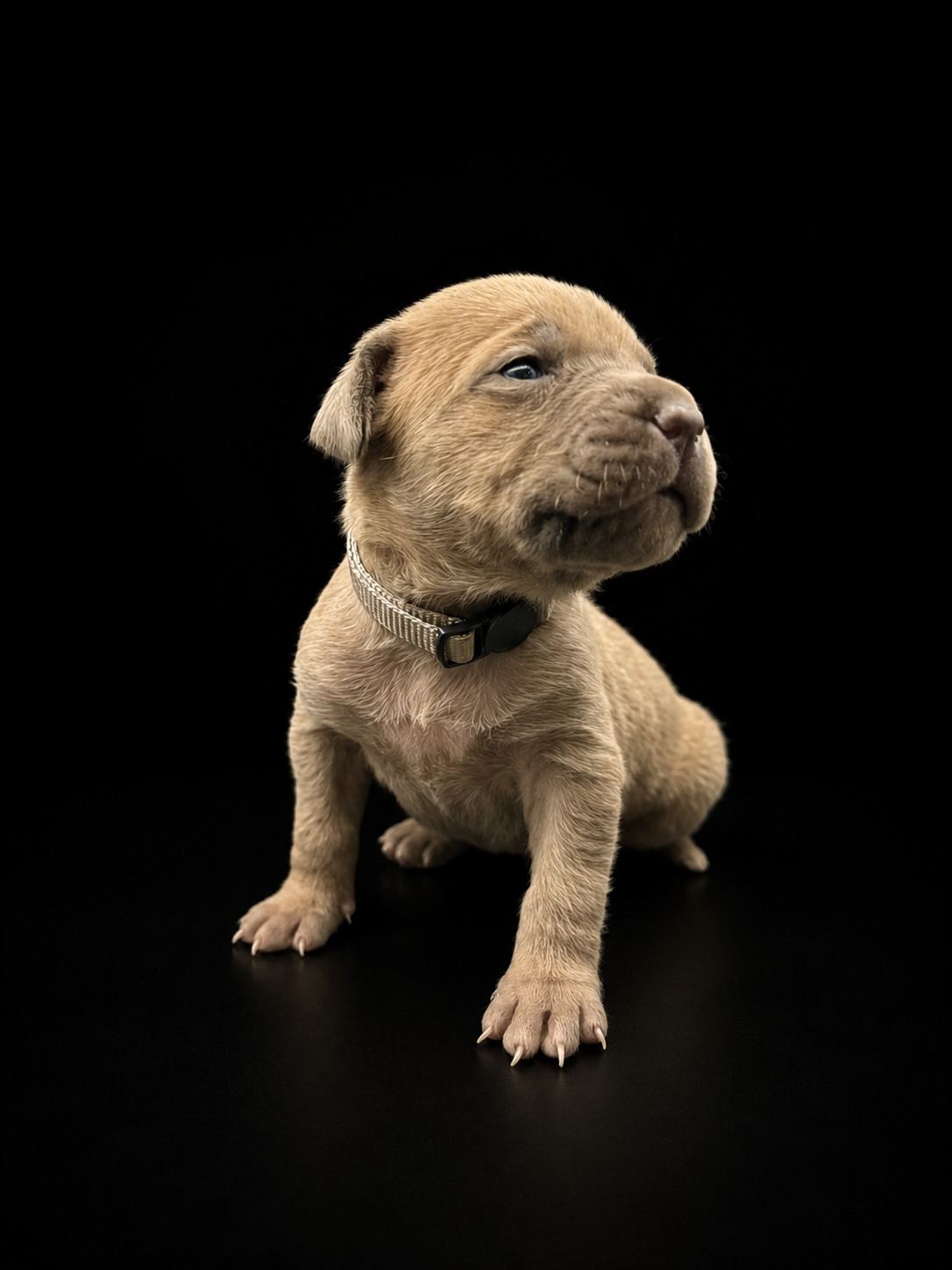 Roxi portrait
