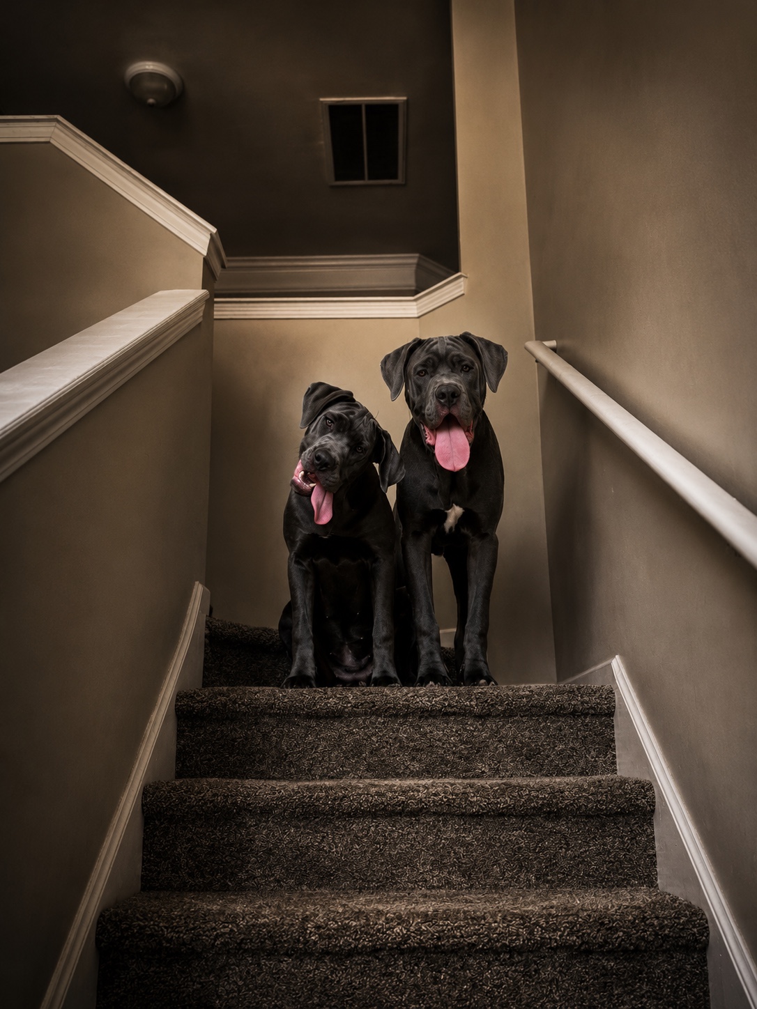 Kane and Shelby together on the stairs