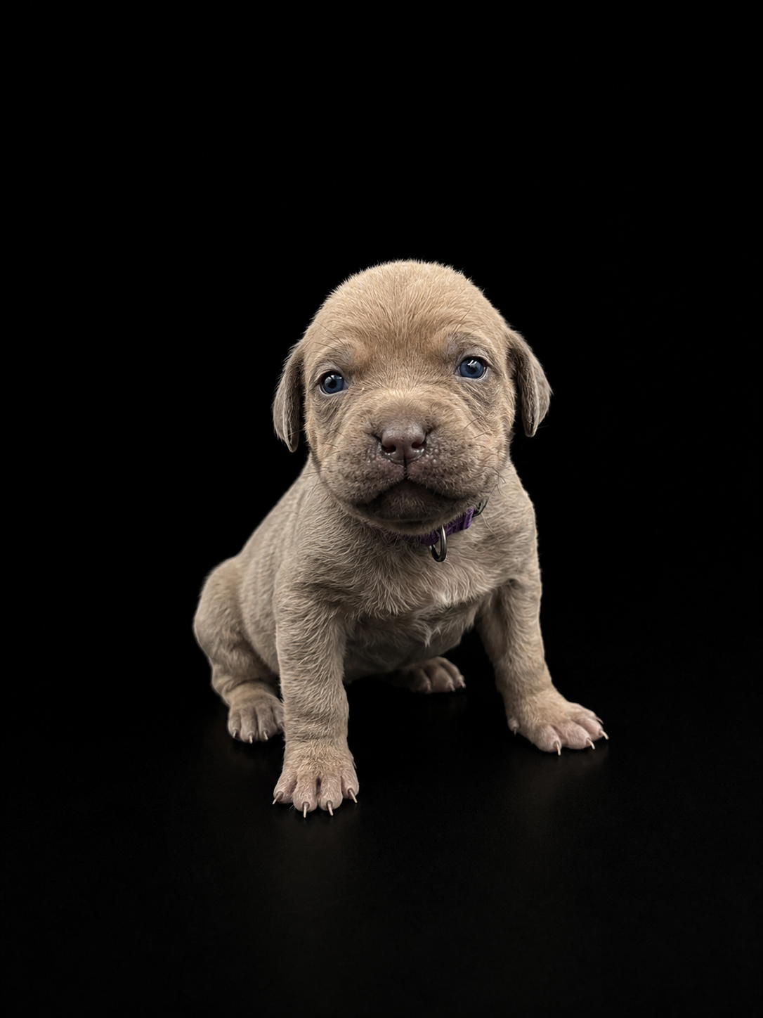 Sweetie portrait