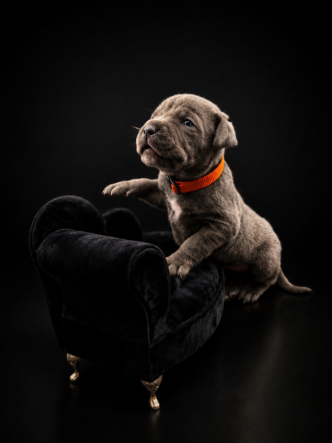 Zuma portrait